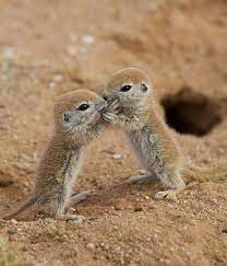 Pin By Doublem20 On Animals Cute Animals Cute Baby Animals Cute Animal Pictures
