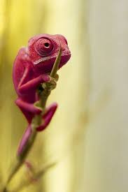 Falling From A Star Animal Photography Lions Veiled Chameleon Animals Beautiful