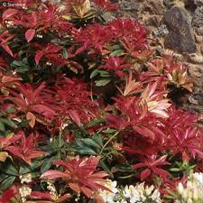 Image result for Pieris formosa