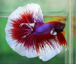 Community Post 35 Stunning Betta Splendens Betta Fish Betta Pet Fish