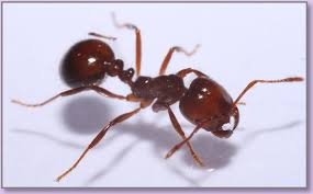 نتیجه جستجوی لغت [ants] در گوگل
