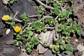 Image result for Portulacaceae