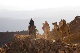 Many survival blogs suggest that an average person can survive for somewhere from two days to a week without liquids, but that's a rough estimate at best. Camel Facts Animal Facts Encyclopedia