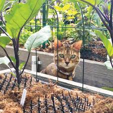 Maybe you would like to learn more about one of these? Keeping Animal Pests Out Of Your Garden Gardener S Supply