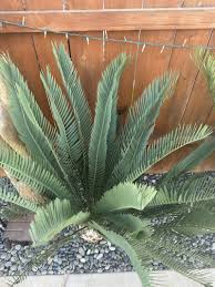 Image result for Encephalartos chimanimaniensis