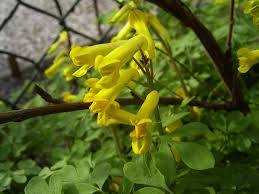Without stunning summit vistas or 100' waterfalls to reward me on my hikes i grew concerned that my camera was going to quickly start gathering dust. Pseudofumaria Lutea Wikipedia