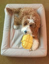 Snoozing In Style With The Casper Dog Bed Compulsively Quirky Dog Mattresses Dog Bed Luxury Dog Bed Modern