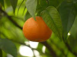 Apricot trees require little maintenance as fruit grows on old branch spurs. 6 Fruits And Vegetables For Your Garden In Sacramento Ca