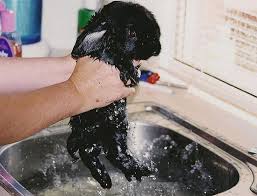 Fluffy bunny lottie belle gets all soaped up, nails clipped and brushed for a fun day on the farm. 19 Bunny Bath Time Ideas Bunny Rabbit Cute Animals