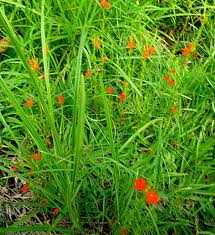 Image result for Striga asiatica