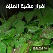 اضرار عشبة العنزة herbs