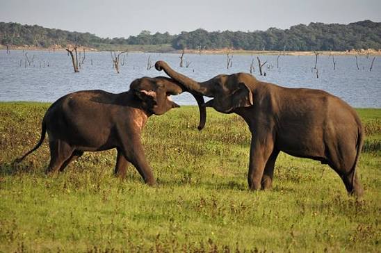 Kaudulla National Park elephants ancient tank October November waterbirds leopard Sri Lanka