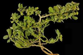 Image result for Afrohybanthus enneaspermus