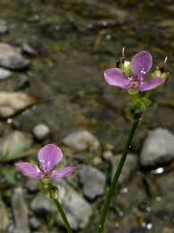 Image result for Murdannia semiteres