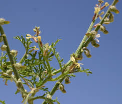 Image result for Carrichtera annua