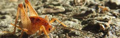 Are crickets harmful to plants? Why Do Camel Crickets Jump At You Pest Control Zone