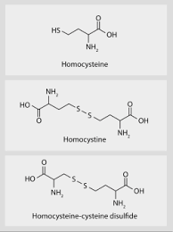 Image result for Homocysteine