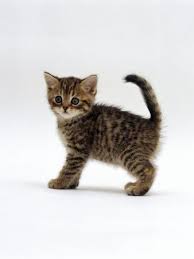 Kitteh Cats Tabby Cat Domestic Cat