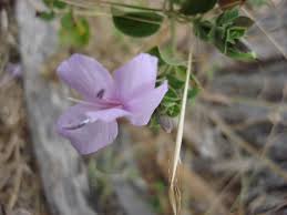 Image result for Barleria macrostegia