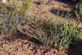 Image result for Eragrostis porosa