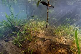 Image result for Ceratophyllaceae