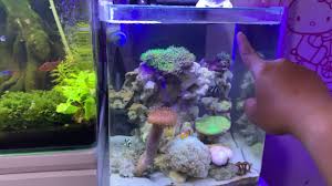 Alat yang kita maanfaatkan memanglah suatu aquarium yang airnya harus senantiasa ditukar tiap 2 minggu sekali, dimana aransemen airnya 20% per 2 minggu serta 50% per bulannya. Review Tank Kecil Aquarium Air Laut Asin Murah Meriah Aja Tanpa Skimmer Youtube