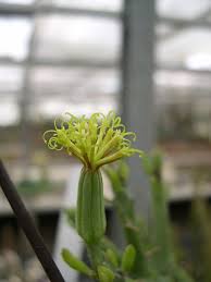 Image result for Kleinia sp.no.1