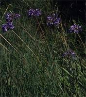 Image result for Agelanthus natalitius