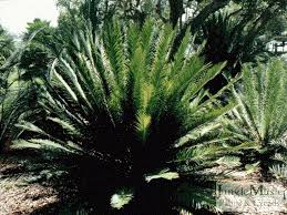 Image result for Encephalartos lebomboensis