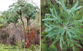 Image result for Cussonia