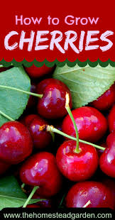 Apples and pears must be cross pollinated. Pin On Gardening