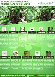Kelapa laut ialah sejenis pokok palma yang juga dikenali sebagai pokok tal, lontar, tah, tai, ental, dan etal. 11 Hama Dan Penyakit Pada Pohon Kelapa Pandan Wangi Bibit Buahku