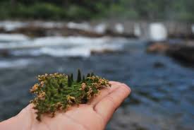 Image result for Podostemaceae