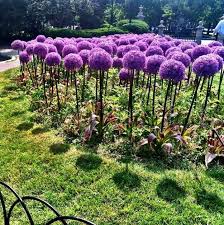 We did not find results for: 22 Insanely Cool Conversation Piece Plants For Your Garden Allium Flowers Plants Beautiful Gardens