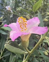 Image result for Cyphia brachyandra