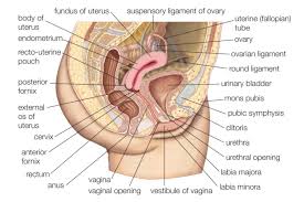 The human male reproductive system consists of a scrotum, testes, testicular lobules, seminiferous tubules, urethra, and penis. Male And Female Reproductive Systems