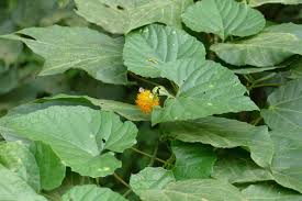 Image result for Momordica corymbifera