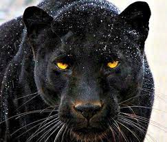 See more ideas about black panther, panther, black panther marvel. Schwarzer Panther Tierhintergrund Schwarzer Panther Tier Tapete 450x384 Wallpapertip