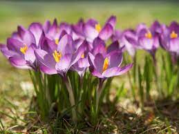 Check spelling or type a new query. Tips For Planting Crocuses Hgtv