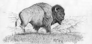 How To Draw Buffalo Skull Buffalo Art Bison Artwork Oklahoma Art