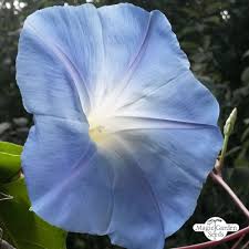 Morning Glory Heavenly Blue Ipomoea Tricolor The Good To Know Seeds A Z Seed Catalog Hijkl Samen Saatgut