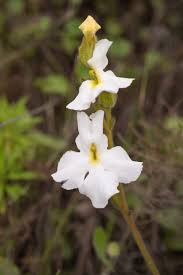 Image result for Harveya