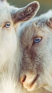Goat Iphone Wallpapers Top Free Goat Iphone Backgrounds Wallpaperaccess Please wait while your url is generating. goat iphone wallpapers top free goat