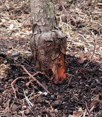 Résultat de recherche d'images pour "cleft grafting Peter"