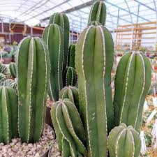 Image result for Lophocereus marginatus
