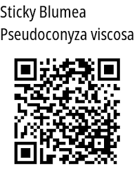 Image result for Pseudoconyza