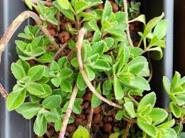 Image result for Coleus neochilus