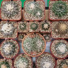 Before you can get into the doors of the show you first need to get by the cactus police. Pinchos Succus Others