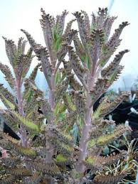 Kalanchoe Malamadre Aranto O Colombiana Una Mala Hierba Deja En Entredicho A La Quimioterapia Salud Book Plantas