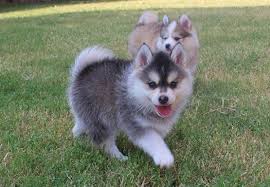 This protective pup also makes an excellent watchdog. Pomsky Puppies For Sale Chicago Pomsky